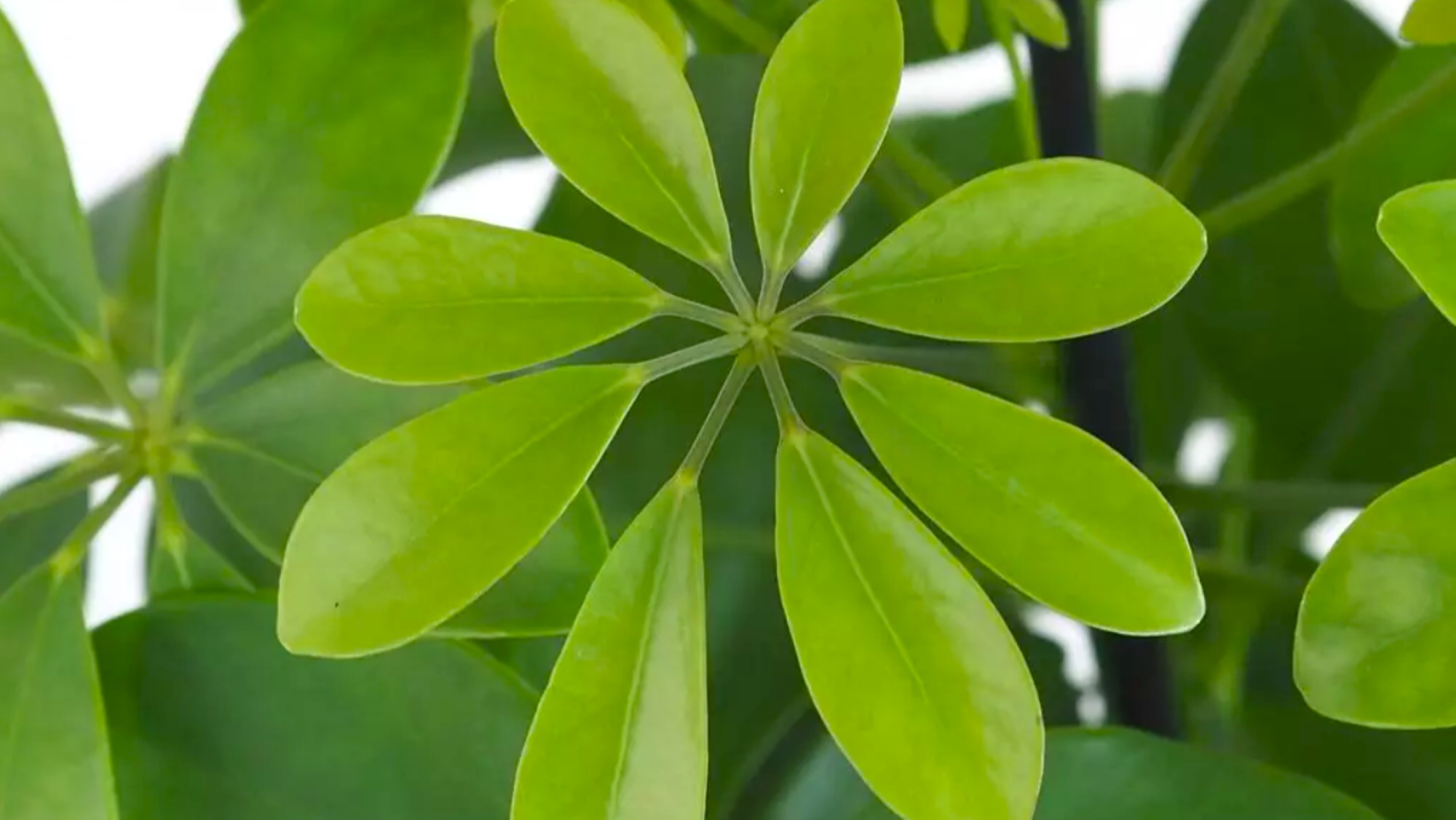 Schefflera arboricola 2000x1125